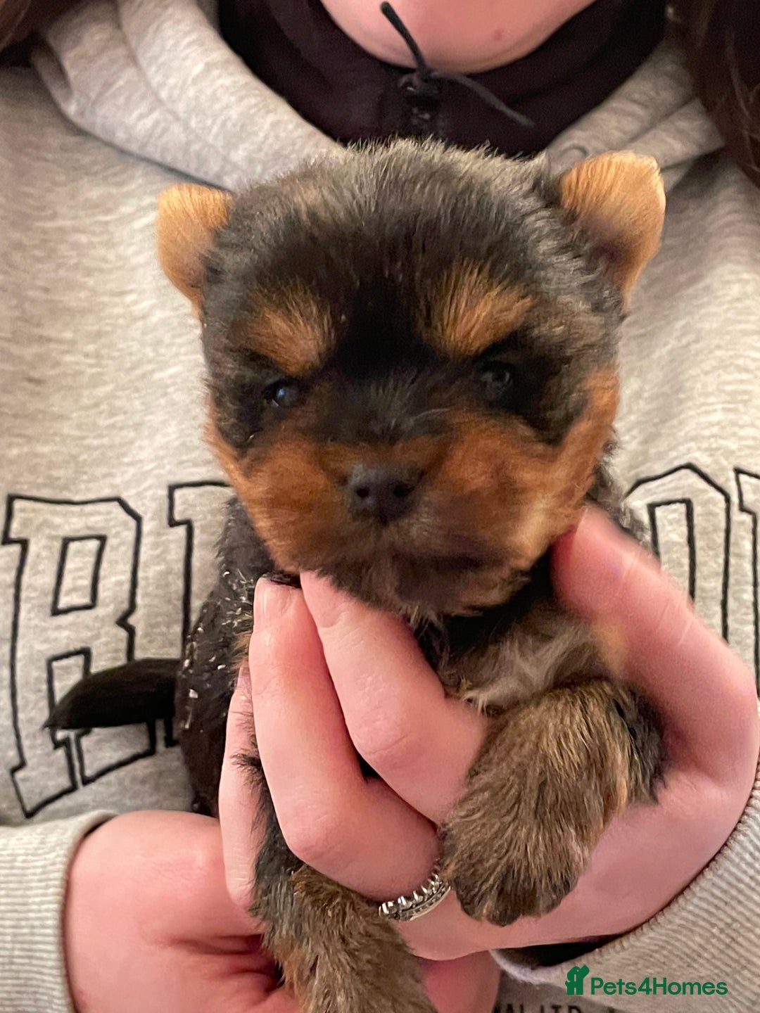 Mixed Breed dogs for sale: Biewer terrier puppy male, vaccs chip ect  - Image 1
