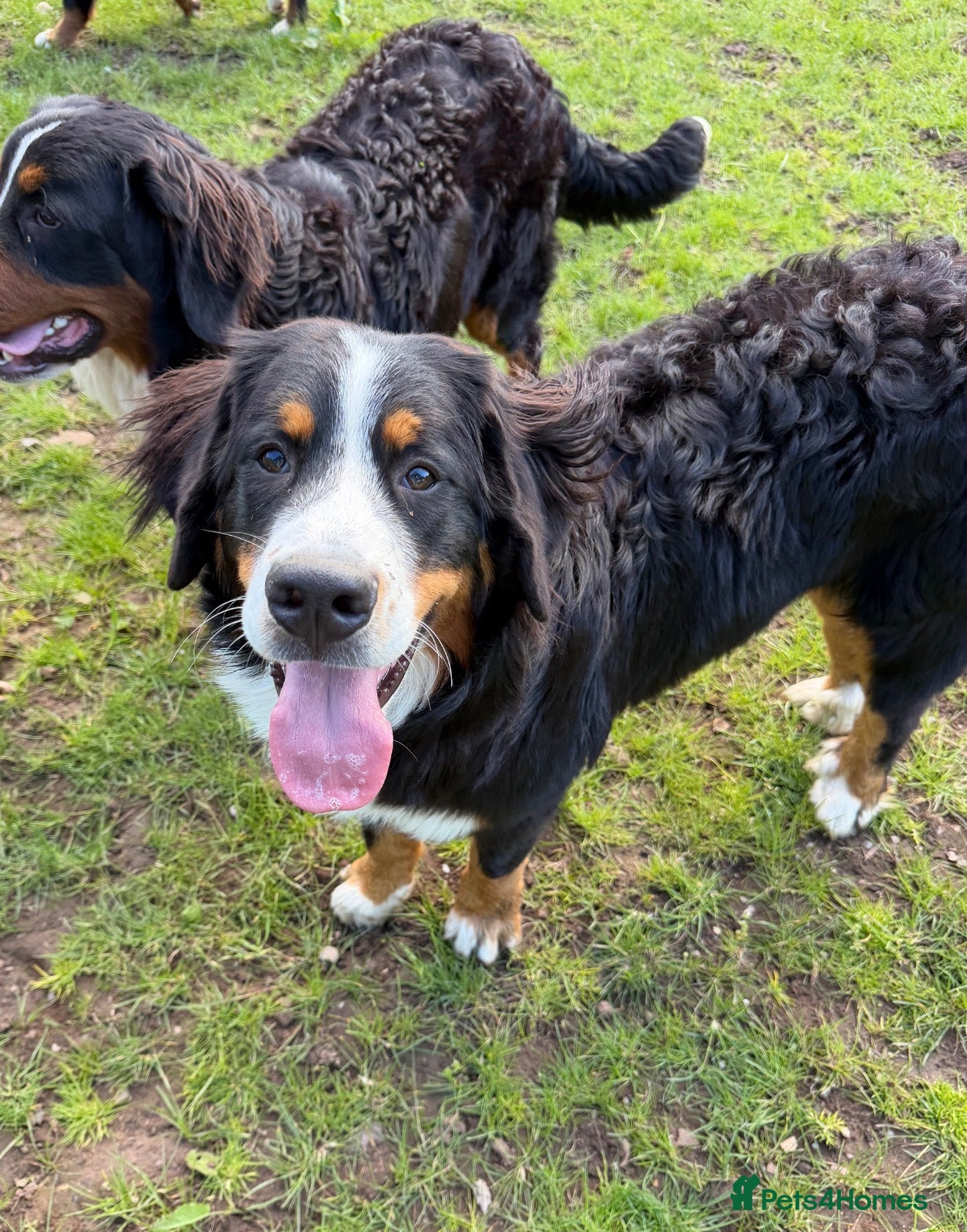 Bernese Mountain Dog dogs 💙🩵Beautiful 8 month old BMD boy💙🩵  - Advert 2
