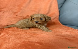 Cavapoo dogs for sale: 4 F1 Cavapoo puppies  - Image 9