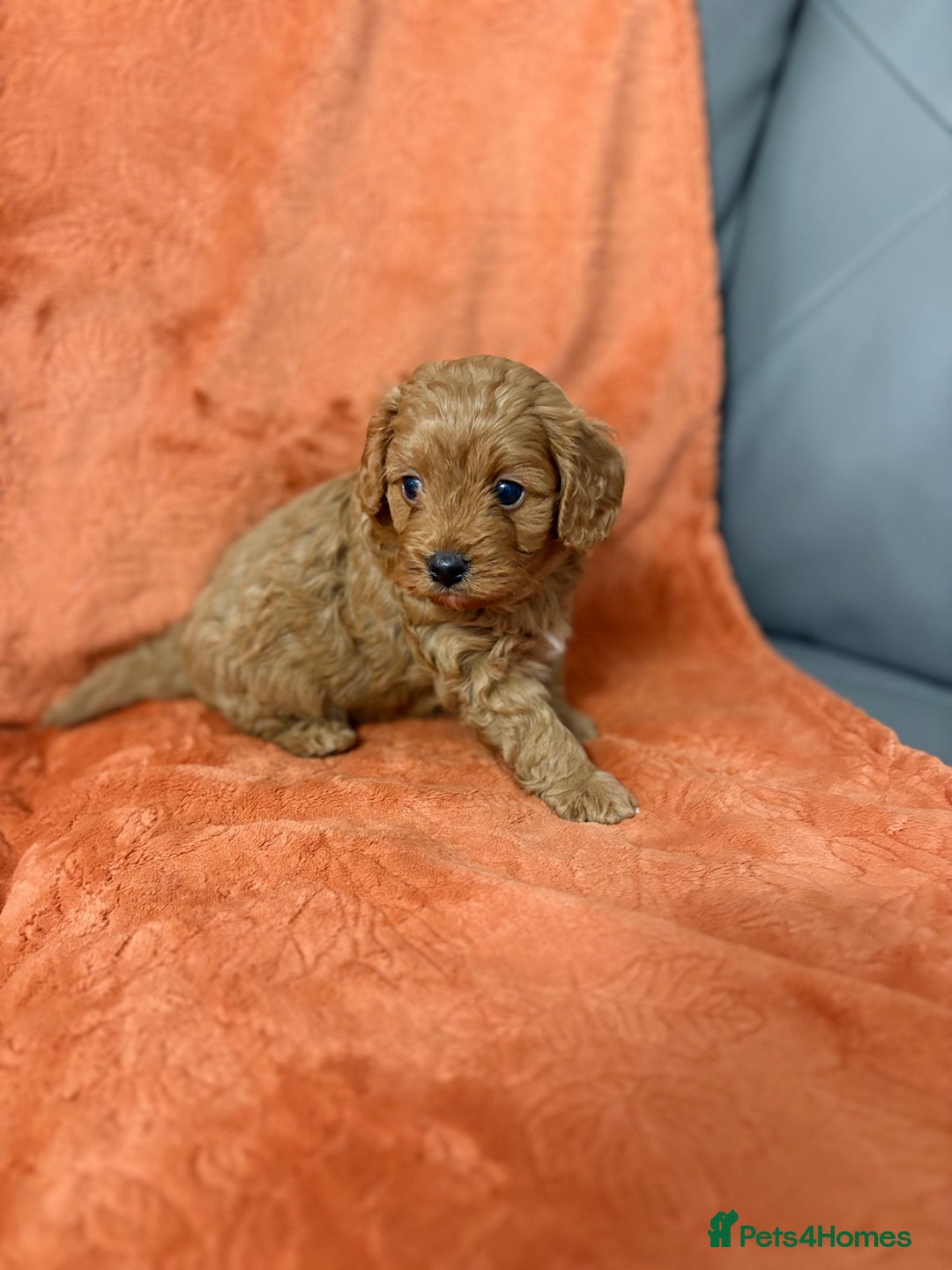Cavapoo dogs for sale: 4 F1 Cavapoo puppies  - Image 9