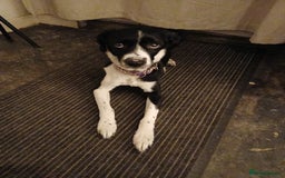 Mixed Breed dogs for sale: patterdale collie x  - Image 1