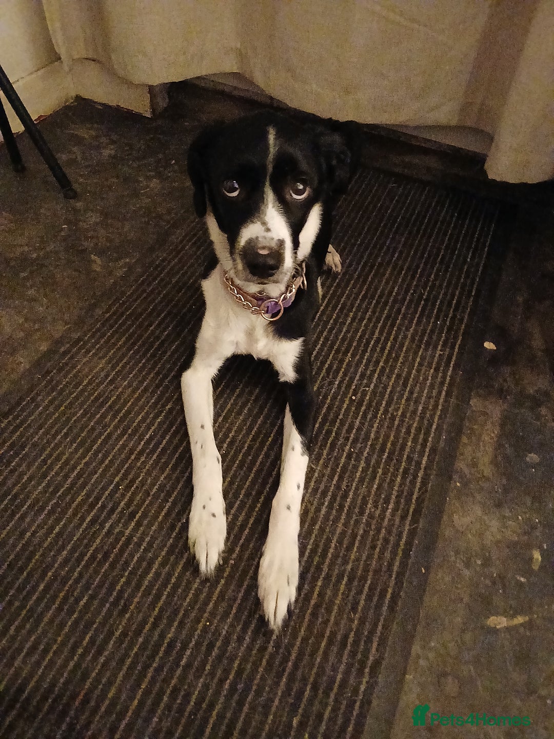 Mixed Breed dogs for sale: patterdale collie x  - Image 1