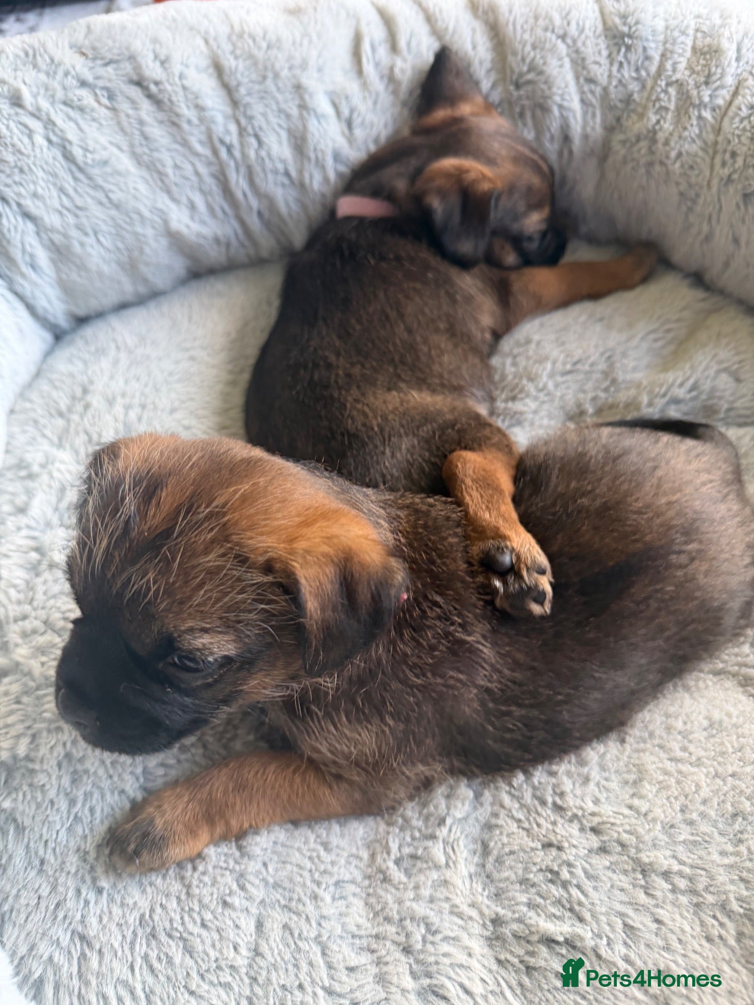 Border Terrier dogs 2 x Bitches  - Advert 2