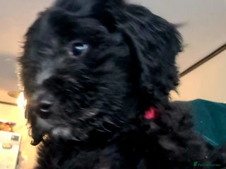 Labradoodle dogs 💫✨ Mini Labradoodles – Last 3 Girls! ✨💫 - Advert 1