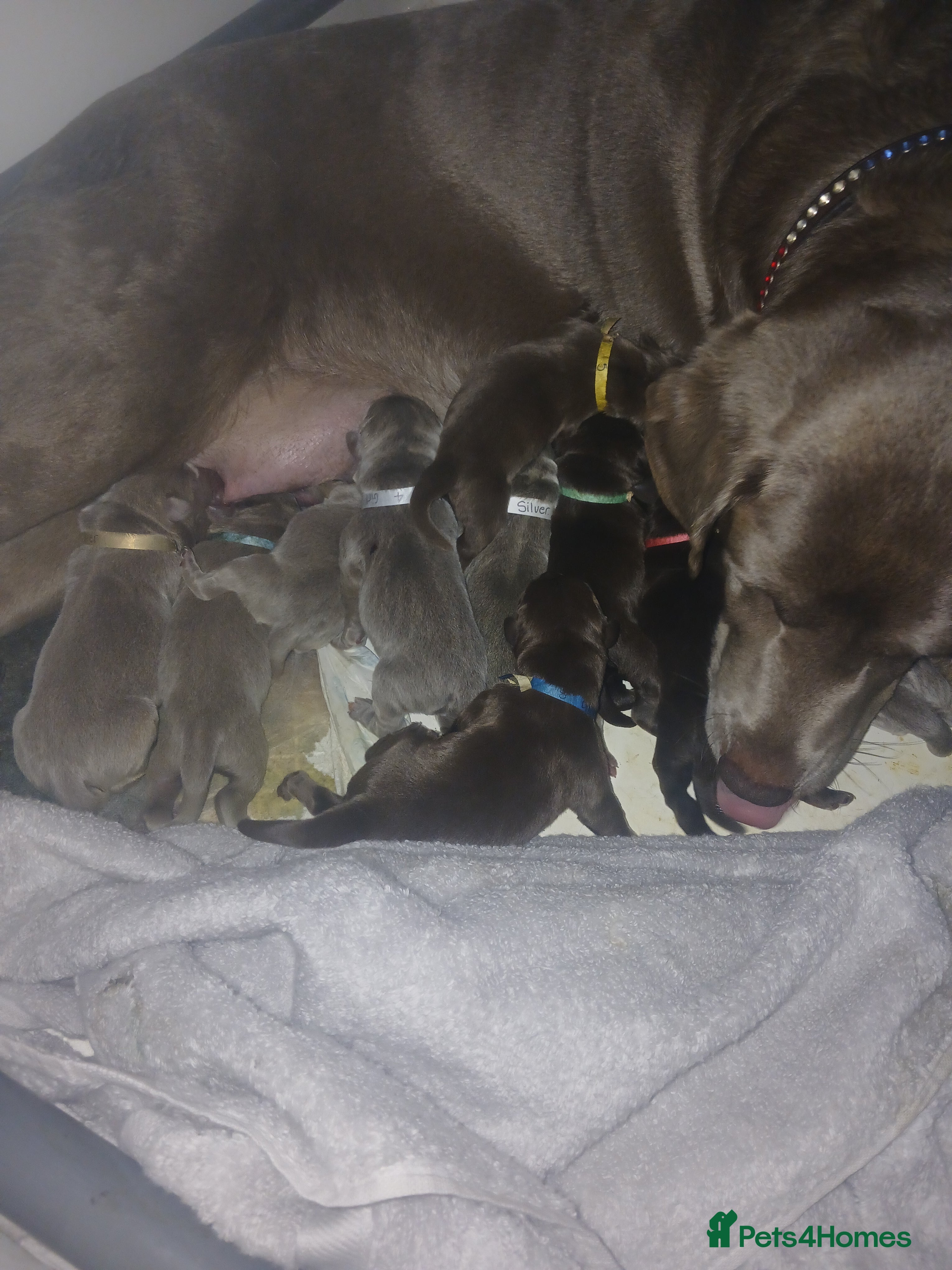 Labrador Retriever dogs Beautiful KC registered labrador puppies  - Advert 1