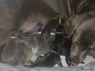 Labrador Retriever dogs Beautiful KC registered labrador puppies - Advert 1