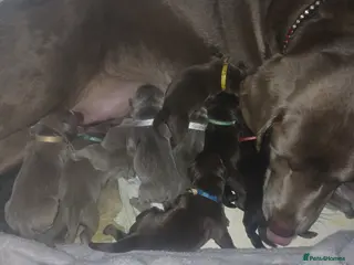 Labrador Retriever dogs Beautiful KC registered labrador puppies - Advert 5