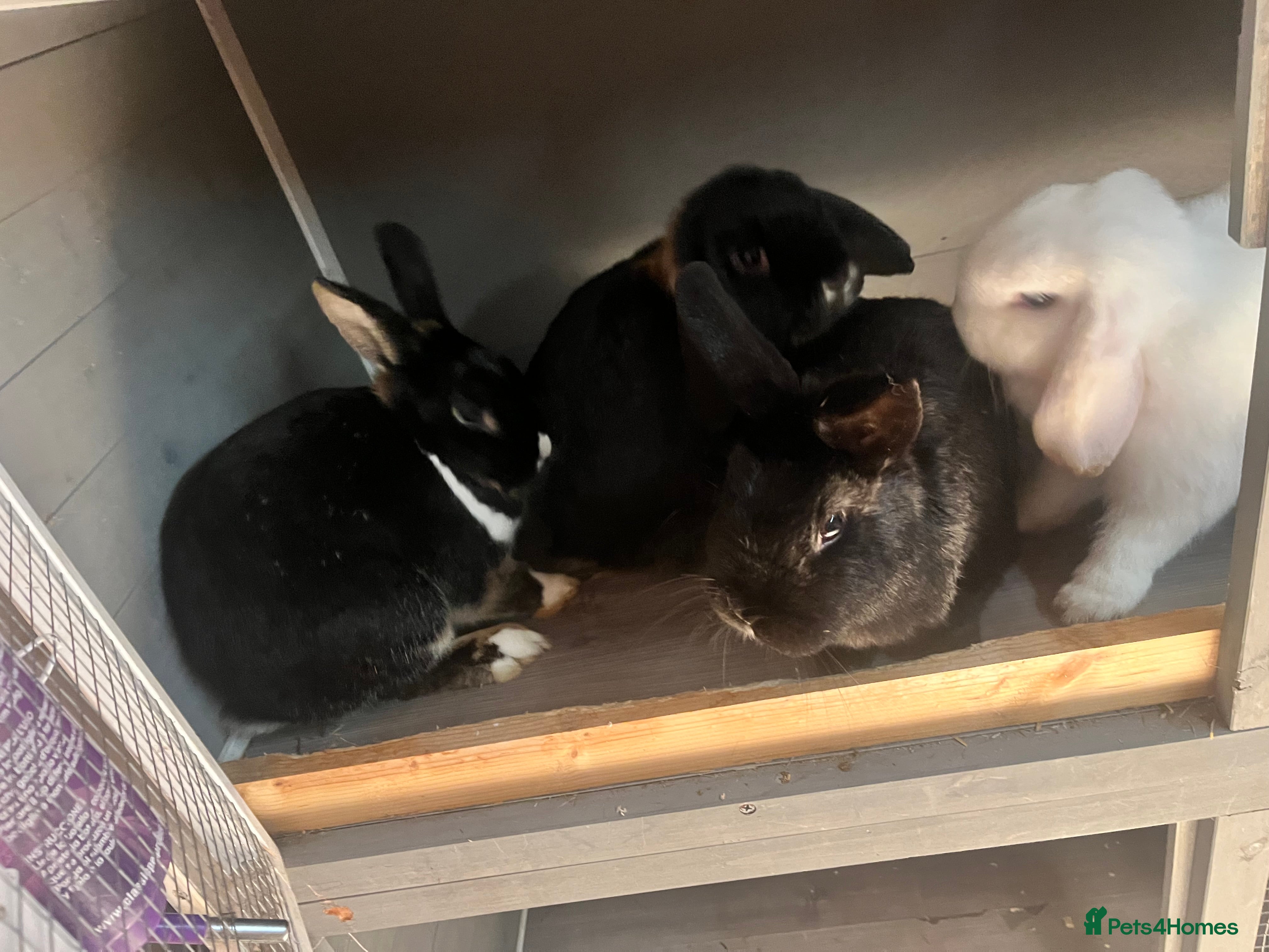 Mixed Breed rabbits Bonded group of 4 - Advert 1
