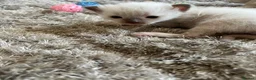 Ragdoll cats for sale: 3 beautiful full ragdoll kittens  - Advert 3