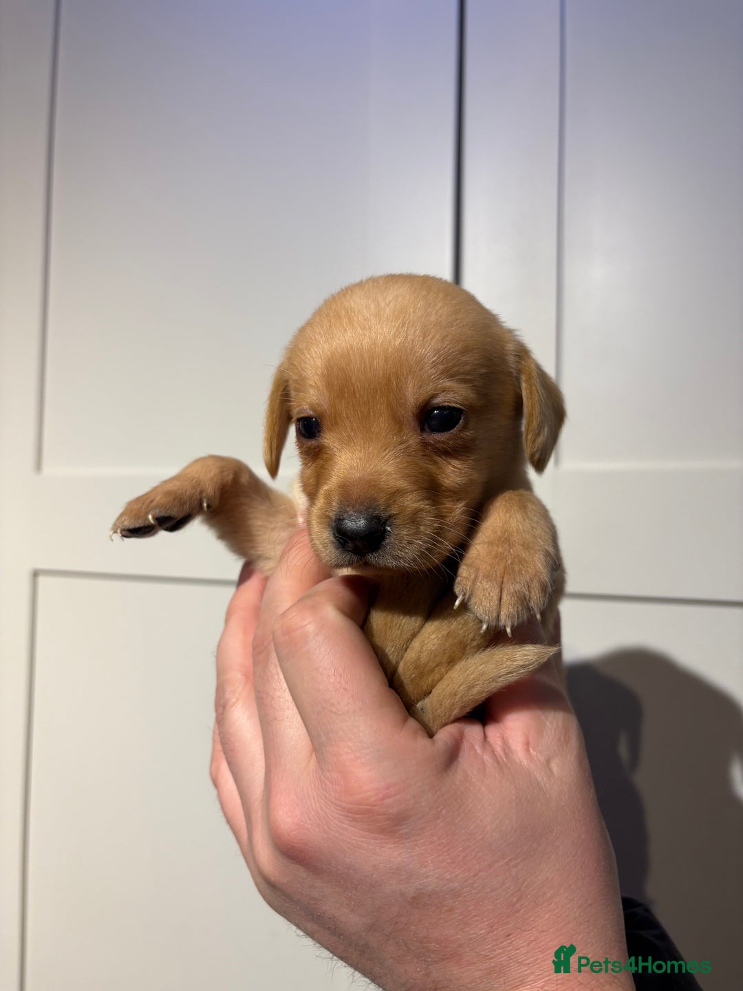 Springador dogs for sale: Labrador/Springador cross pups - Advert 21