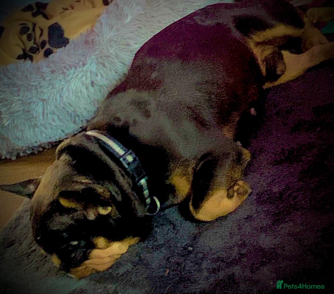 French Bulldog dogs for adoption: 💙WINSTON-LITTLE FRENCHIE BOY WITH A BIG HEART💙 - Advert 7