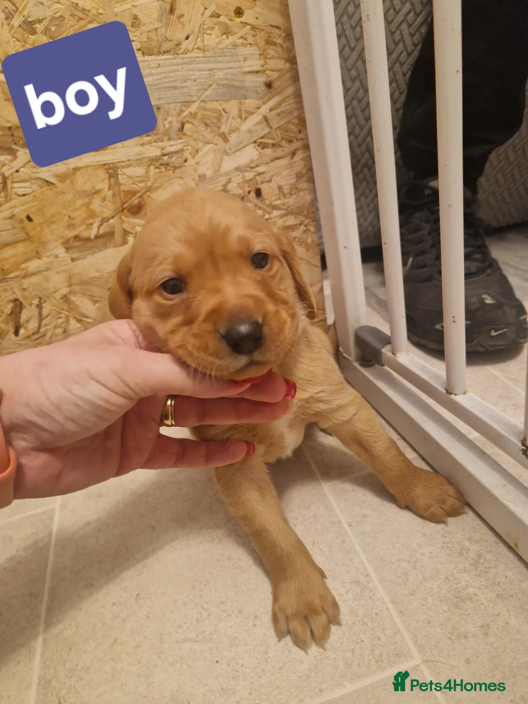 Labrador Retriever dogs for sale: Labrador puppies  - Advert 17