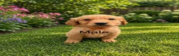 Golden Retriever dogs for sale: Golden retriever puppies health tested parents - Advert 3