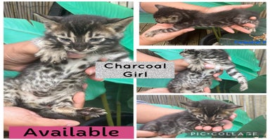Bengal cats - Advert 6