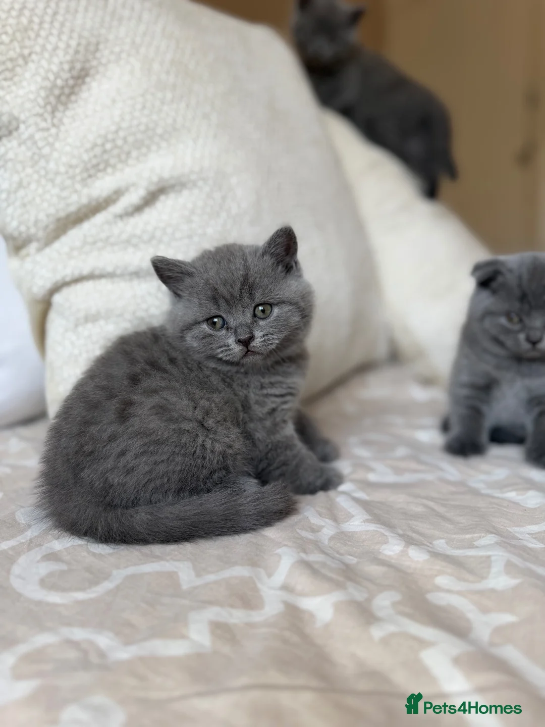 Scottish Fold cats for sale: Gorgeous blue Scottish folds/straights - Advert 1