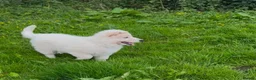 German Shepherd dogs for sale: Outstanding KC White long haired GSD pups  in Catterick Garrison - Advert 17
