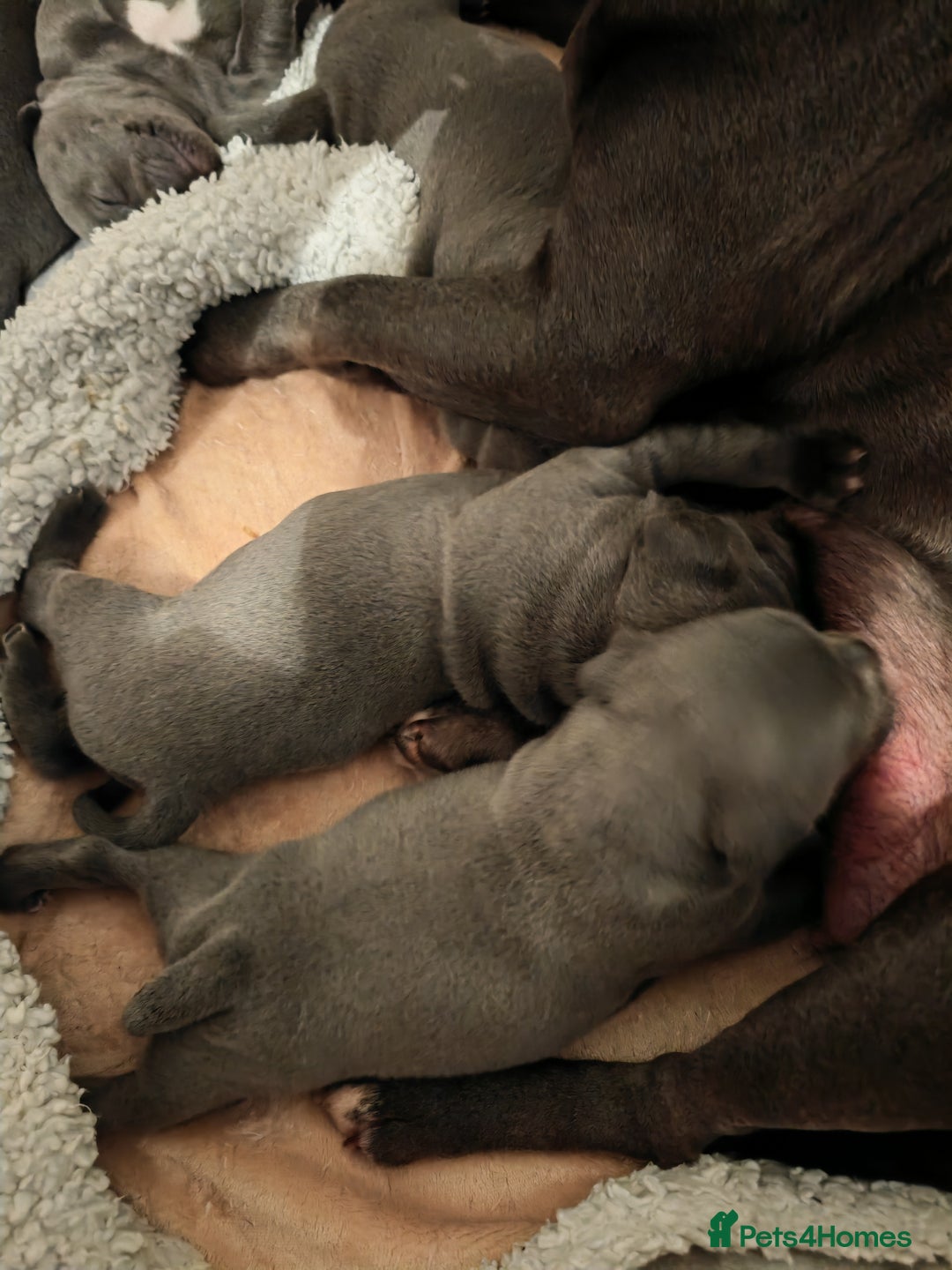 Staffordshire Bull Terrier dogs for sale: Blue chunky Staffordshire pups - Advert 19