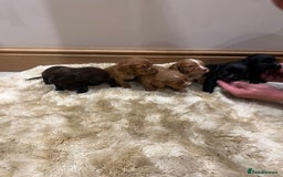Cocker Spaniel dogs for sale: Pure bred, Cocker spaniels - Image 5