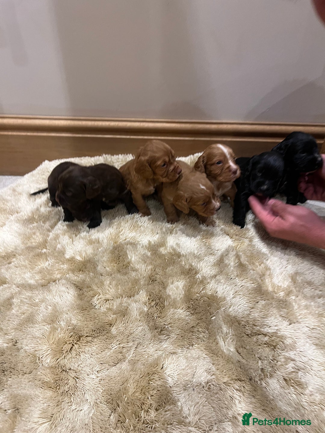 Cocker Spaniel dogs for sale: Pure bred, Cocker spaniels - Image 5