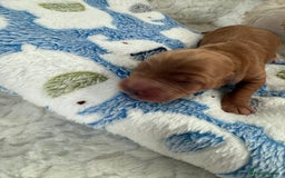 Cockapoo dogs for sale: Ready Dec 20th. Fully dna & health tested clear - Image 11