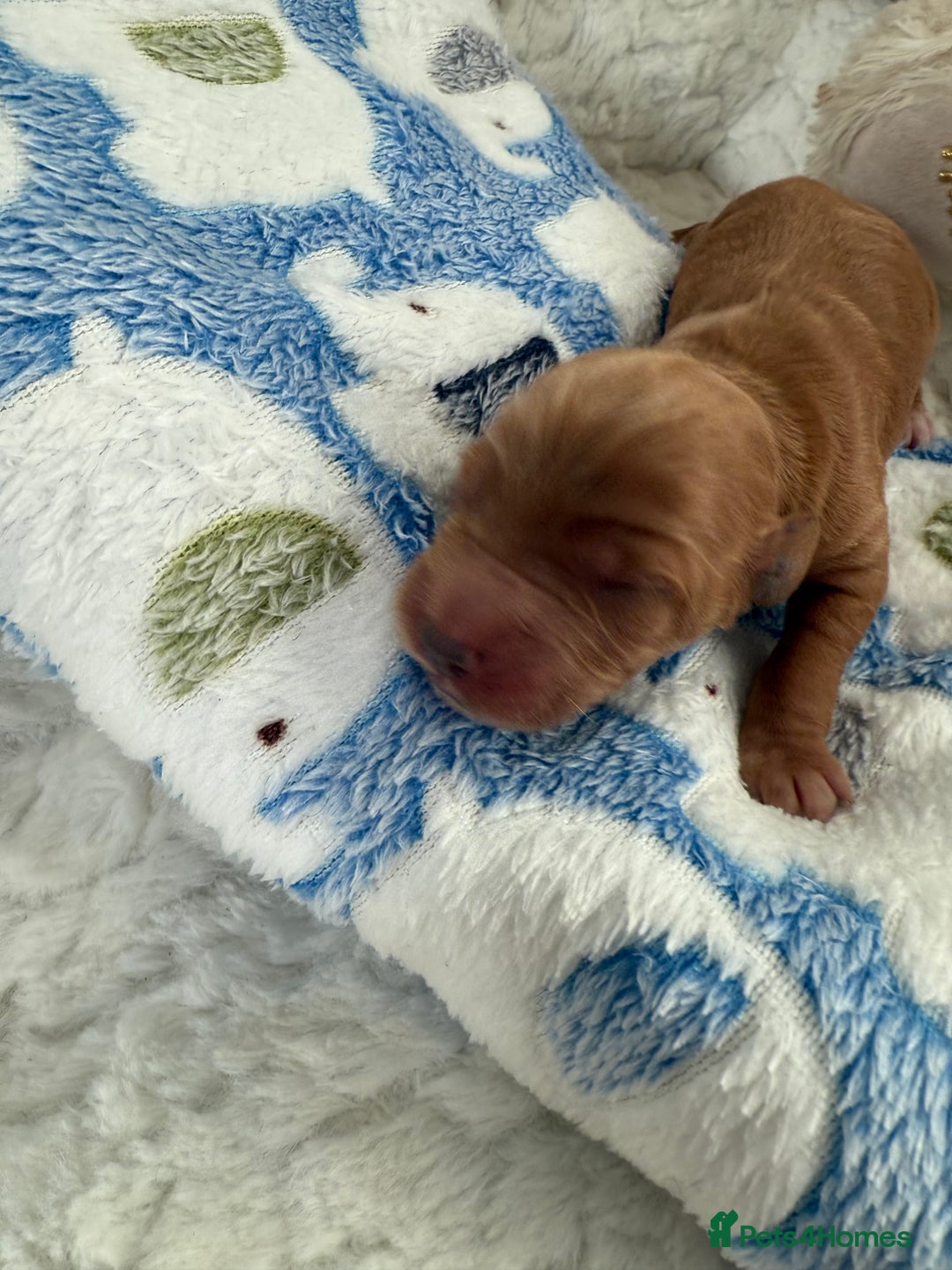 Cockapoo dogs for sale: Ready Dec 20th. Fully dna & health tested clear - Image 11