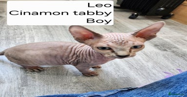 Sphynx cats - Advert 5