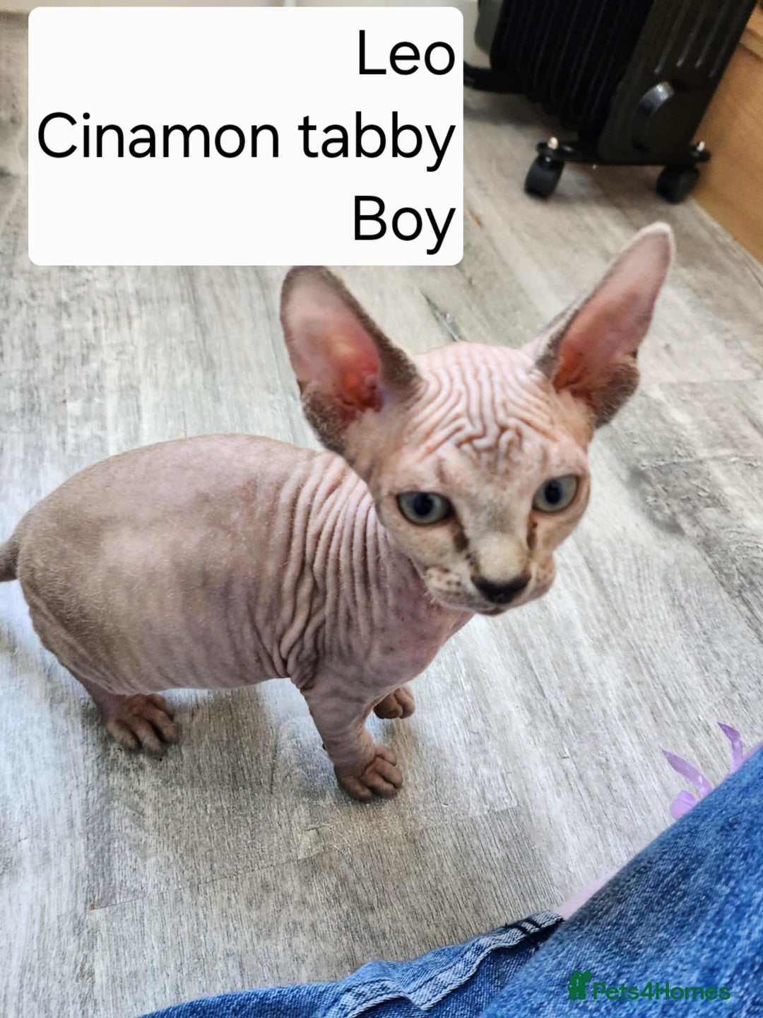 Sphynx cats for sale: REDUCED Ready now qualityTica Canadian kittens - Image 3