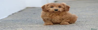 Cavapoochon 5