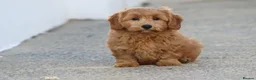 Cavapoochon dogs for sale: Beautiful Cavapoochon puppies for sale - Advert 38