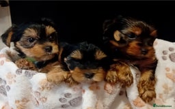 Yorkshire Terrier dogs for sale: Yorkshire Terrier one little boy - Image 12