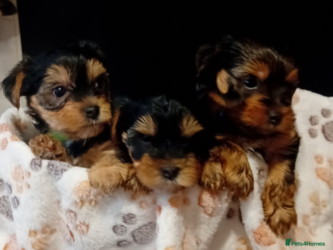 Yorkshire Terrier dogs for sale: Yorkshire Terrier one little boy - Image 12