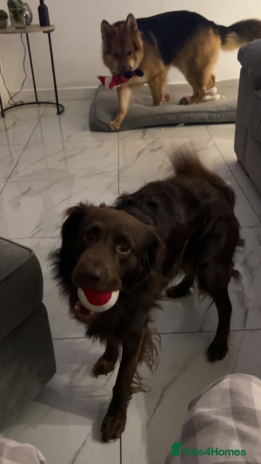 Cockapoo dogs for sale: Coco. - Advert 7