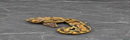 Python Snake reptiles for sale: Baby / Juvenile Ball Pythons  - Advert 9