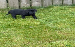 Labrador Retriever dogs for sale: Beautiful Black Labrador Puppies KC Registered  - Image 3
