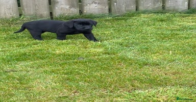 Labrador Retriever dogs - Advert 2