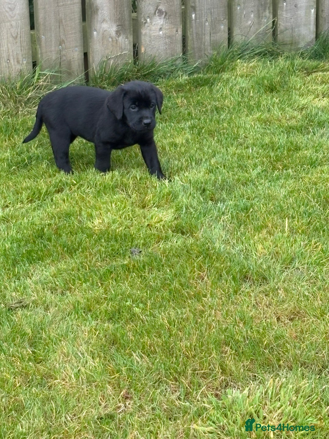 Labrador Retriever dogs for sale: Beautiful Black Labrador Puppies KC Registered  - Image 3