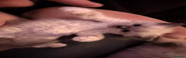 Ragdoll Kitten 2