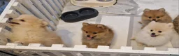 Pomeranian dogs for sale: 4 Purebred Pomeranian puppies - Advert 7