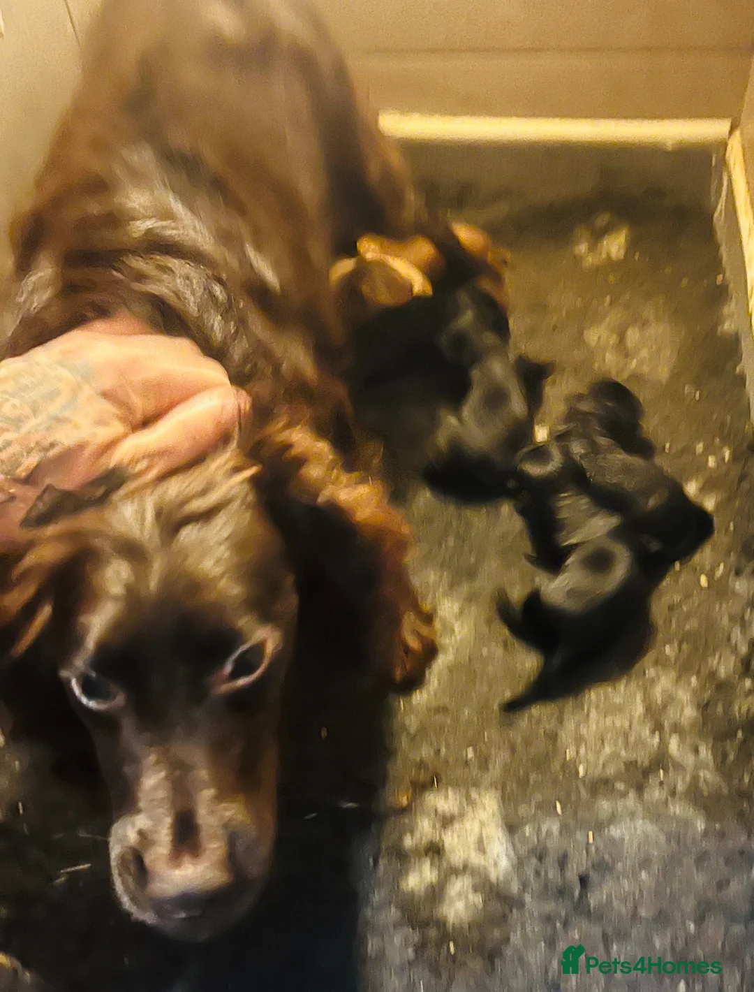 Cavapoo dogs for sale: Adorable Cavapoo puppies ready to leave  - Advert 2
