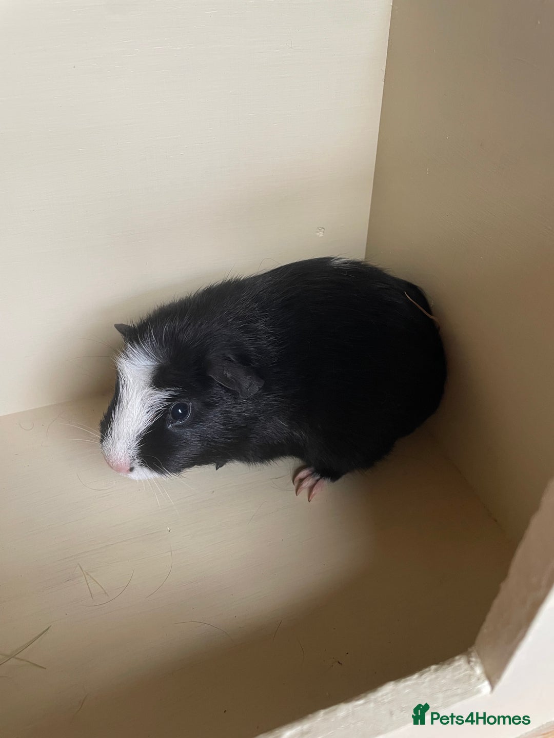 Guinea Pig rodents for sale: Baby Guinea Pigs.  - Advert 6