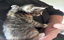 British Shorthair cats for sale: Gorgeous kittens ready soon 3 girls 😍 - Image 3