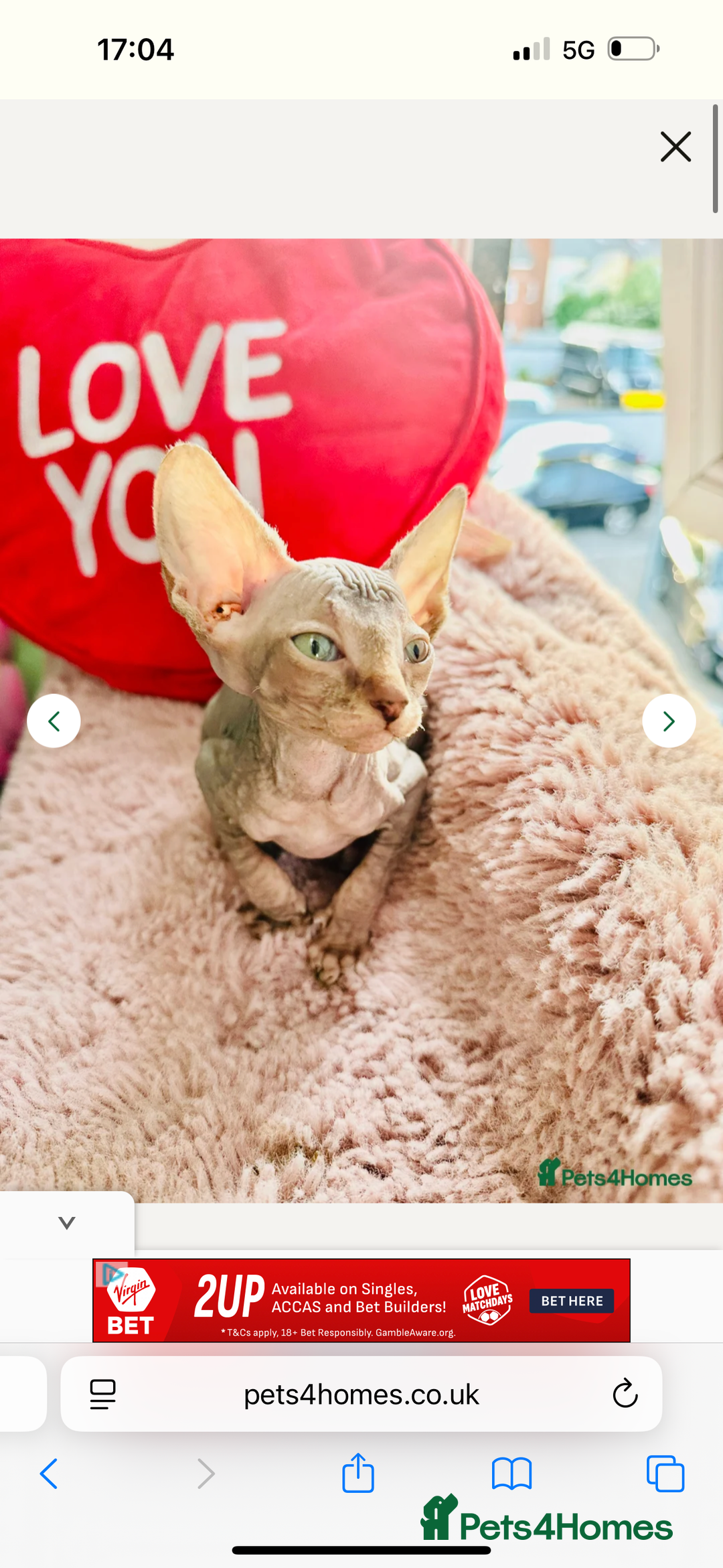 Sphynx cats for sale: Sweet Sphynx Kitten Looking for a Forever Home 🐾 - Image 4