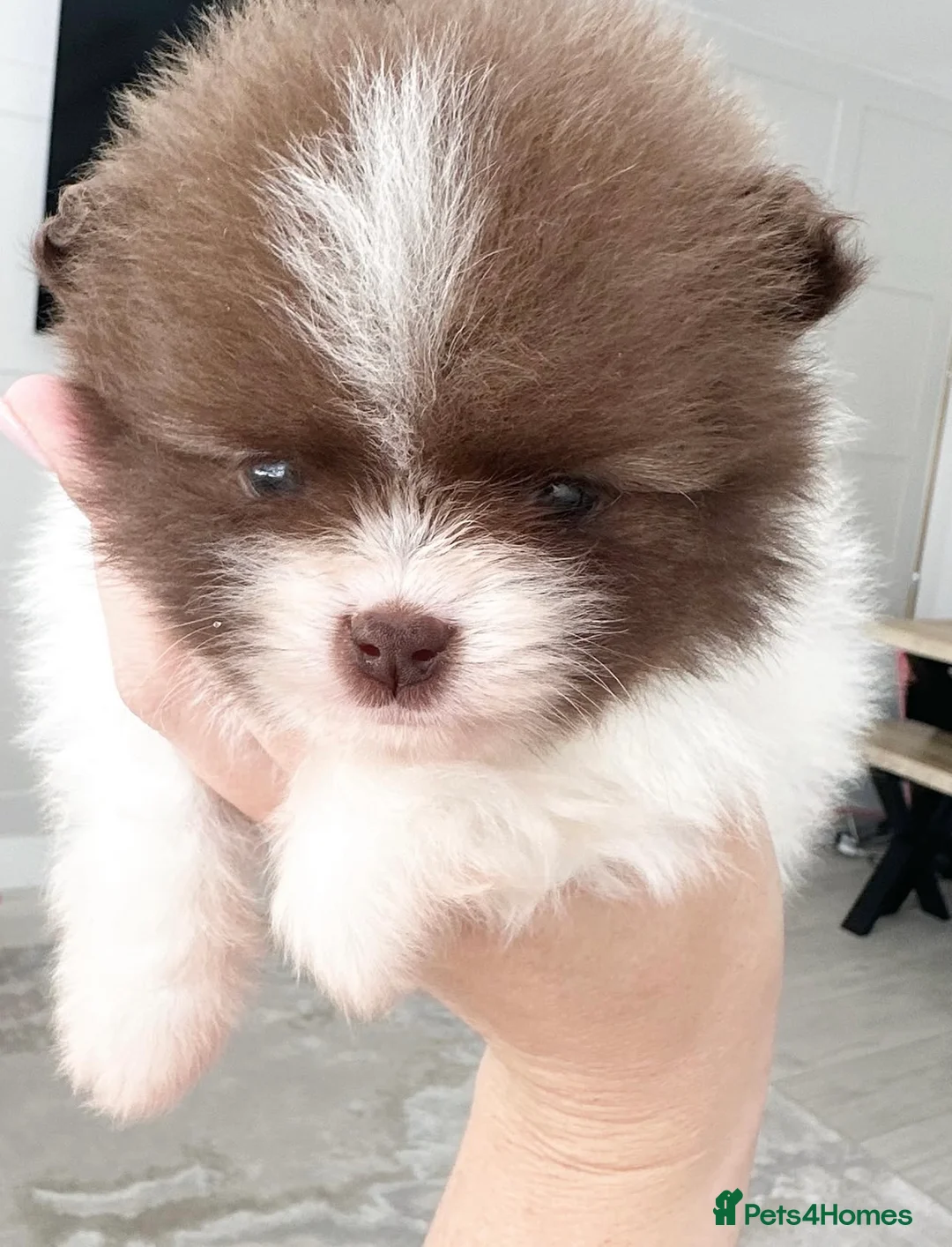 Pomeranian dogs for sale: ✨KC Champion bloodline ✨Teddy bear Poms  - Advert 18
