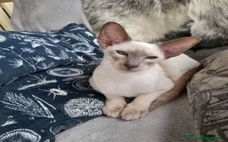 Siamese cats for sale: Siamese Oriental kittens superb pedigree GCCF  - Image 17