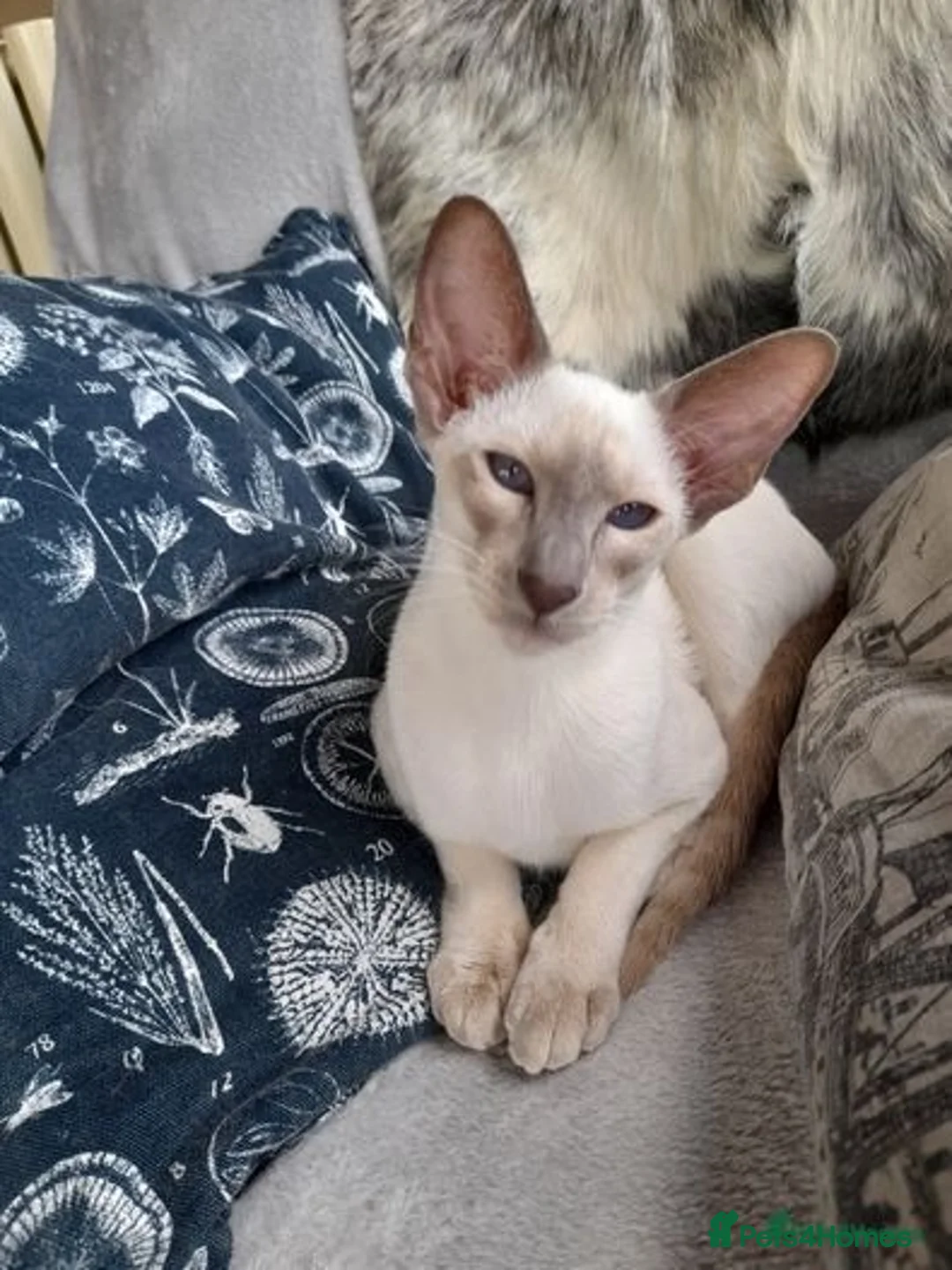 Siamese cats for sale: Siamese Oriental kittens superb pedigree GCCF  - Image 17