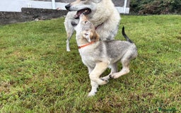 Saarloos Wolfdog dogs for sale: Rare Wolfdog Pups - Socialised & Highly Trainable - Image 26