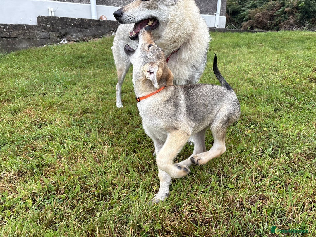 Saarloos Wolfdog dogs for sale: Rare Wolfdog Pups - Socialised & Highly Trainable - Image 26