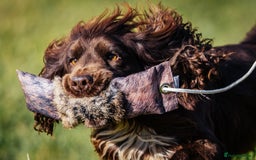 Cocker Spaniel dogs for stud: Champion Bred KC Cocker Spaniel & ALL Health Tests in Cranbrook - Image 9