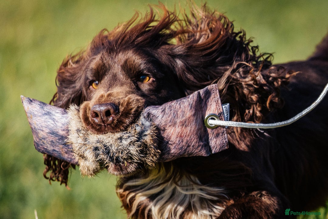 Cocker Spaniel dogs for stud: Champion Bred KC Cocker Spaniel & ALL Health Tests in Cranbrook - Image 9