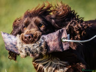 Cocker Spaniel dogs Champion Bred KC Cocker Spaniel & ALL Health Tests in Cranbrook - Advert 9